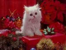 Season's greetings