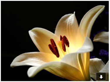 R.I.P. Kay Coyle (1926-2016)