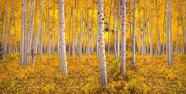 Fall in the Rockies