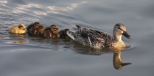 Ducklings