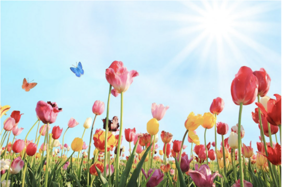 Spring Flowers
