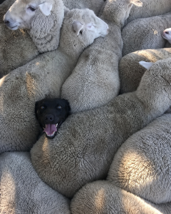 Sheep Dog Experience