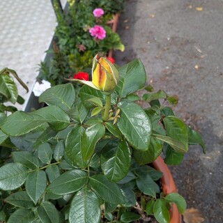 Kath Holmes Memorial Rose