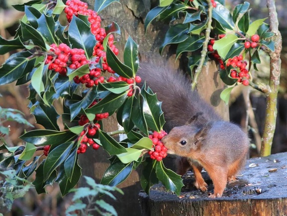 RED SQUIRREL WITH CHRISTMAS HOLLY
