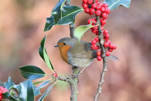 Christmas Robin's Winter Feast