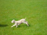 Running Lamb competition