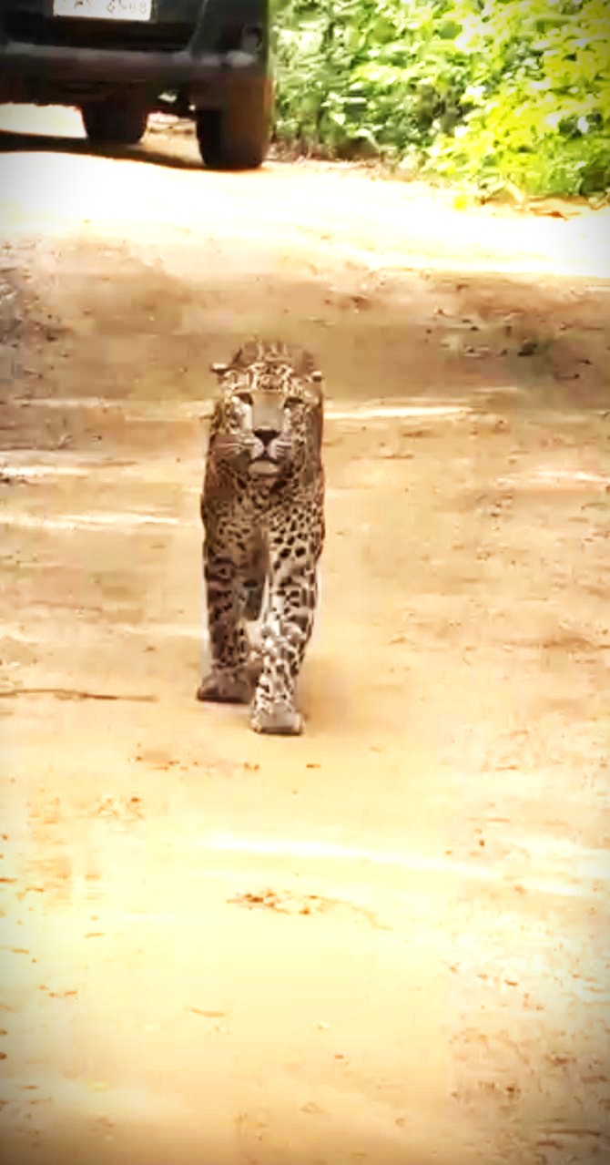 Willpattu 2026 - Picture by Sonali Samarakody