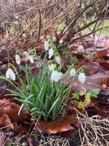 Springtime Greetings