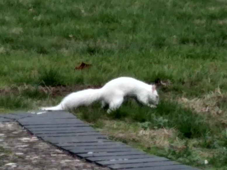 photo of Albino Squirrel Friday 9th October